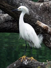 Celebra el Día de las Aves, mañana, 9 de mayo