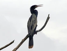 Celebra el Día de las Aves, mañana, 9 de mayo