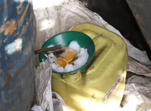 Incautado alambique de viche ilegal, en la zona del Jarillón 