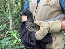 Zorro, currucutú, guacharaca y zarigüeyas vuelven al ecoparque de Pance.