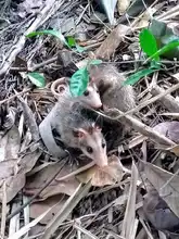 Zorro, currucutú, guacharaca y zarigüeyas vuelven al ecoparque de Pance.