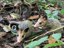 Zorro, currucutú, guacharaca y zarigüeyas vuelven al ecoparque de Pance.