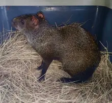 Zorro, currucutú, guacharaca y zarigüeyas vuelven al ecoparque de Pance.