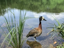 Zorro, currucutú, guacharaca y zarigüeyas vuelven al ecoparque de Pance.