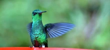 Alejandría, un paraíso en el corazón verde de Cali 