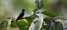 Alejandría, un paraíso en el corazón verde de Cali 
