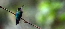 Alejandría, un paraíso en el corazón verde de Cali 