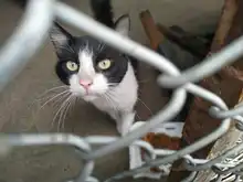 Amor y alimento para nuestros animales