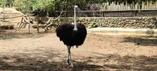 El zoológico de Cali, abierto para toda la caleñidad