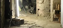 Transeúntes deben respetar la vida de los gatos y de los seres sintientes