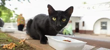 Transeúntes deben respetar la vida de los gatos y de los seres sintientes