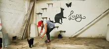 Transeúntes deben respetar la vida de los gatos y de los seres sintientes