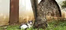 Transeúntes deben respetar la vida de los gatos y de los seres sintientes