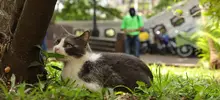 Transeúntes deben respetar la vida de los gatos y de los seres sintientes