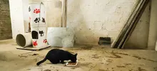 Transeúntes deben respetar la vida de los gatos y de los seres sintientes
