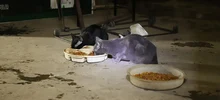 Transeúntes deben respetar la vida de los gatos y de los seres sintientes