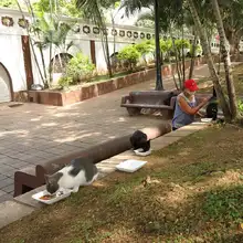 Transeúntes deben respetar la vida de los gatos y de los seres sintientes