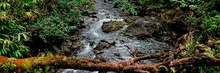 Bosque tropical, su preservación más que un deber es una obligación