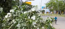 Alcaldía de Cali, rehabilitó 78 mil metros cuadrados del Corredor Verde de la carrera primera.