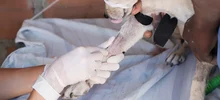 Rutas de atención animal evidencian enfermedades que se pueden prevenir