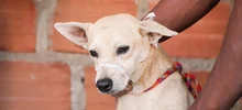 Rutas de atención animal evidencian enfermedades que se pueden prevenir