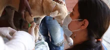 Rutas de atención animal evidencian enfermedades que se pueden prevenir