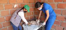 Rutas de atención animal evidencian enfermedades que se pueden prevenir