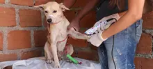 Rutas de atención animal evidencian enfermedades que se pueden prevenir