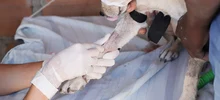 Rutas de atención animal evidencian enfermedades que se pueden prevenir