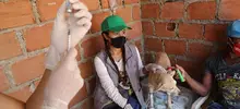 Rutas de atención animal evidencian enfermedades que se pueden prevenir