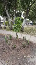 Dagma realiza renaturalización y embellecimiento de parque en el barrio Prados de Oriente