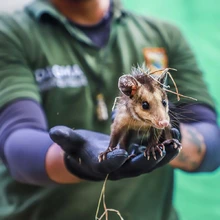 DAGMA libera fauna silvestre en el corregimiento La Buitrera