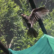 DAGMA libera fauna silvestre en el corregimiento La Buitrera