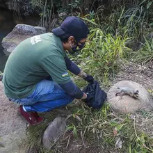 DAGMA libera fauna silvestre en el corregimiento La Buitrera