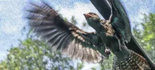 DAGMA libera fauna silvestre en el corregimiento La Buitrera
