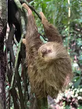 Dagma rescató y liberó a oso perezoso en zona rural 