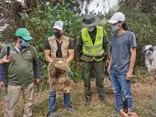 Dagma rescató y liberó a oso perezoso en zona rural 