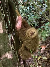 Dagma rescató y liberó a oso perezoso en zona rural 