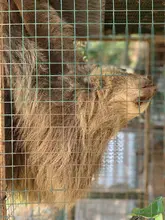 Dagma rescató y liberó a oso perezoso en zona rural 