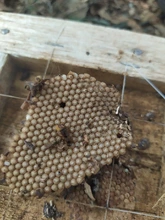 Siete enjambres de abejas nativas sin aguijón fueron rescatados y llevados al meliponario del DAGMA