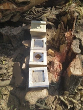 Siete enjambres de abejas nativas sin aguijón fueron rescatados y llevados al meliponario del DAGMA