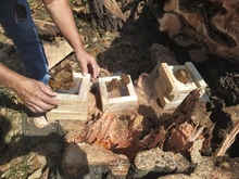 Siete enjambres de abejas nativas sin aguijón fueron rescatados y llevados al meliponario del DAGMA