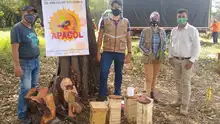 Siete enjambres de abejas nativas sin aguijón fueron rescatados y llevados al meliponario del DAGMA