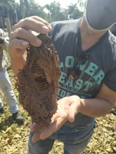 Siete enjambres de abejas nativas sin aguijón fueron rescatados y llevados al meliponario del DAGMA