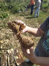 Siete enjambres de abejas nativas sin aguijón fueron rescatados y llevados al meliponario del DAGMA
