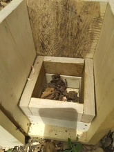 Siete enjambres de abejas nativas sin aguijón fueron rescatados y llevados al meliponario del DAGMA