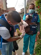 Centro de Zoonosis realizará jornadas de vacunación para caninos y felinos
