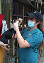 Centro de Zoonosis realizará jornadas de vacunación para caninos y felinos