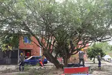 El oriente de Cali se viste de Verde Esperanza