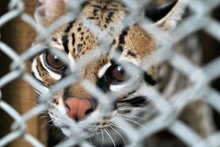 Ocelote